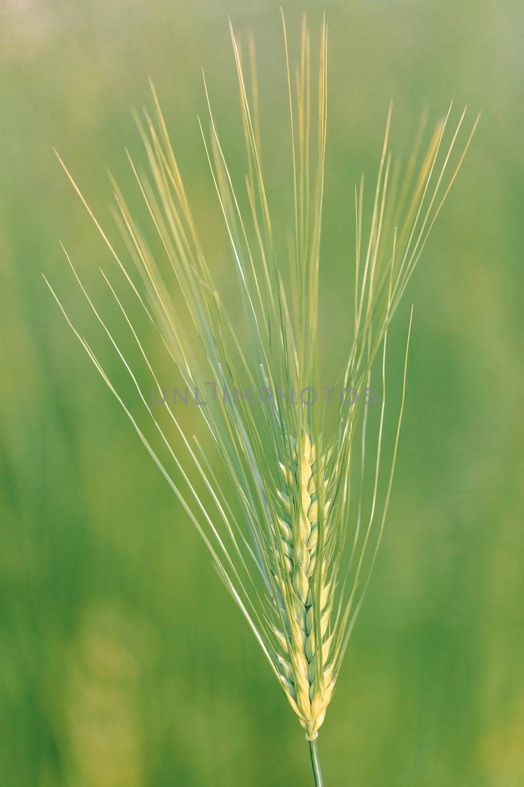 Ear of barley lit by sunlight. Green spikelet of wheat, barley, closeup. Spike of rye. Agriculture concept