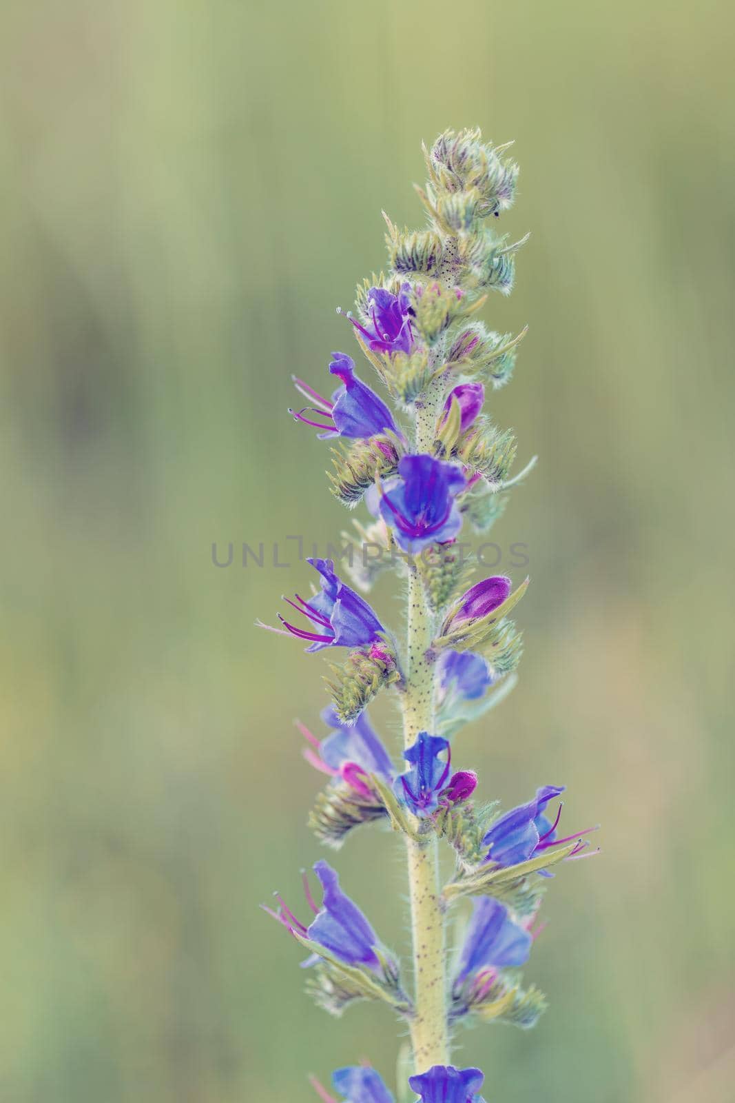 Beautiful wild flowers poisonous plant Echium vulgare by artush