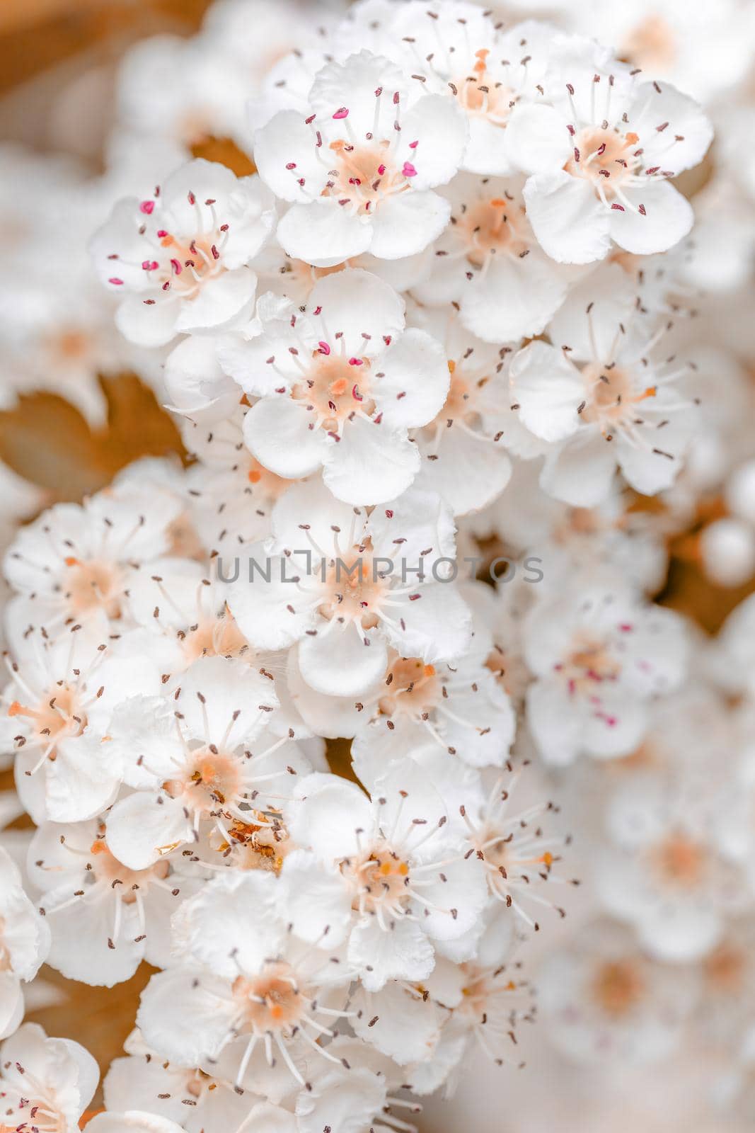 Midland hawthorn white flowering tree by artush