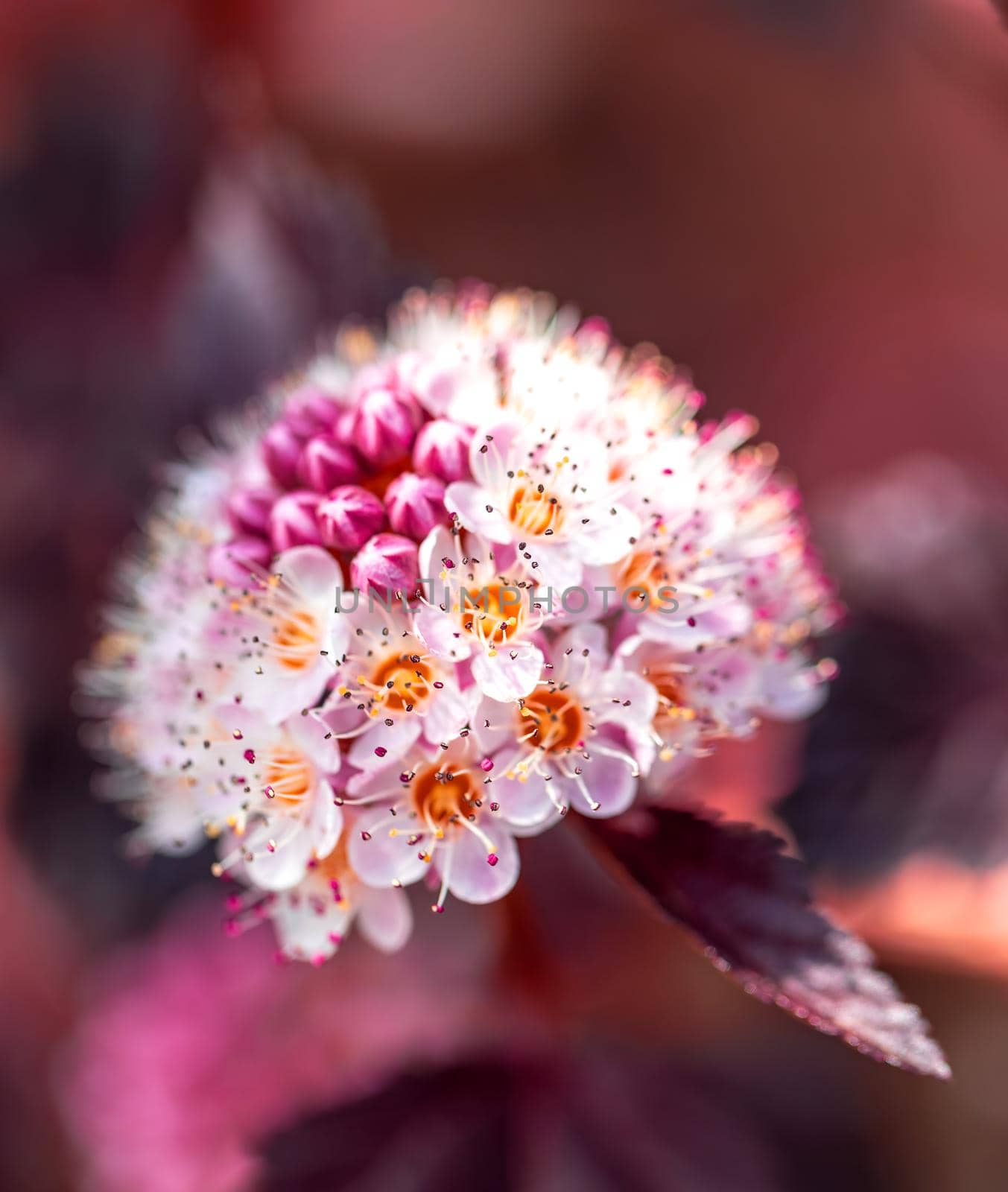 Close-up of of Physocarpus opulifolius plant and flower by artush