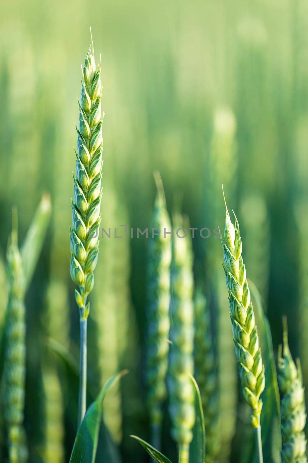 unripe unharvested green wheat field in summer time, countryside scene