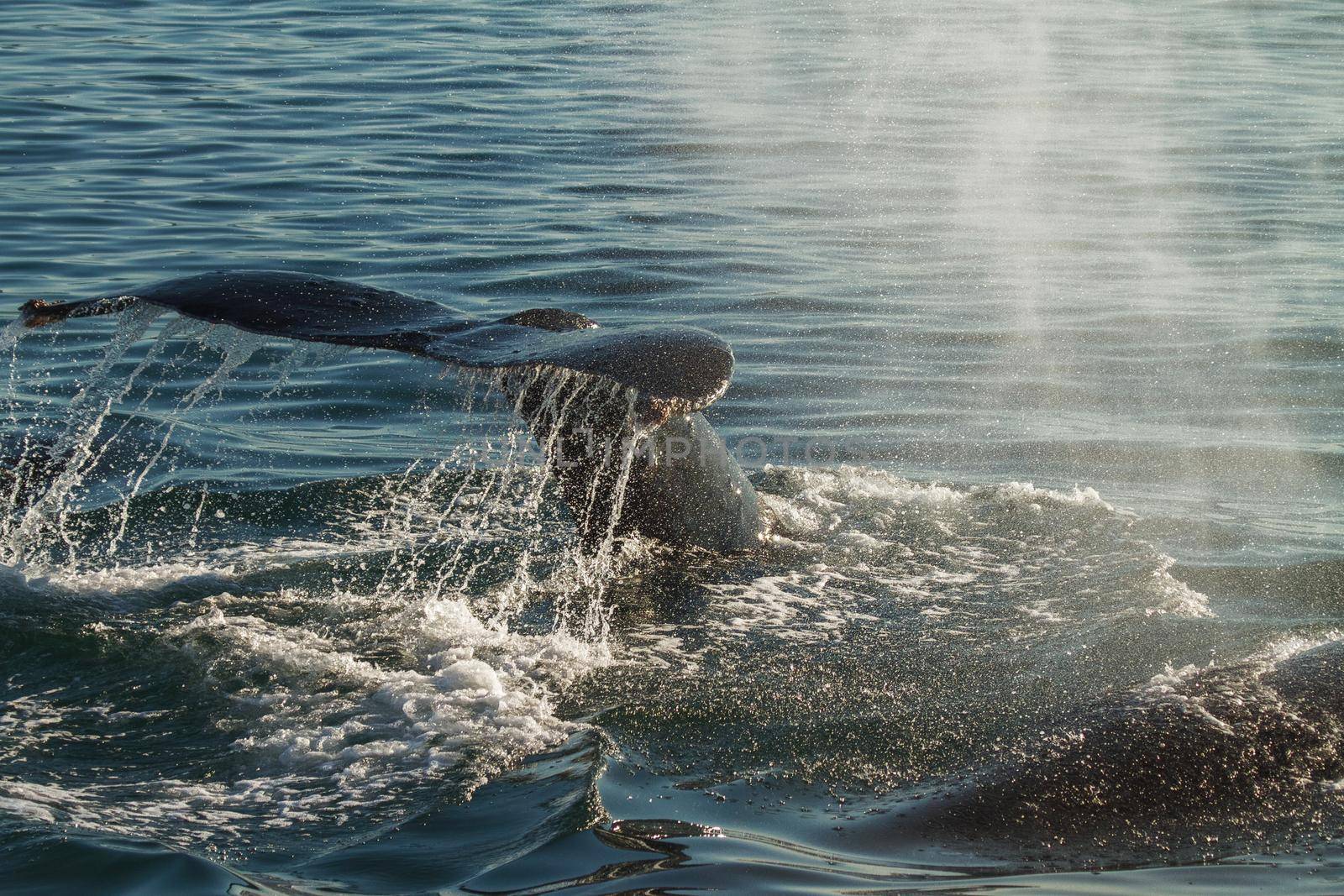 The Tail of a Humpback Whale When Diving. Backlight Emphasis All the Splash and Drops of Water.