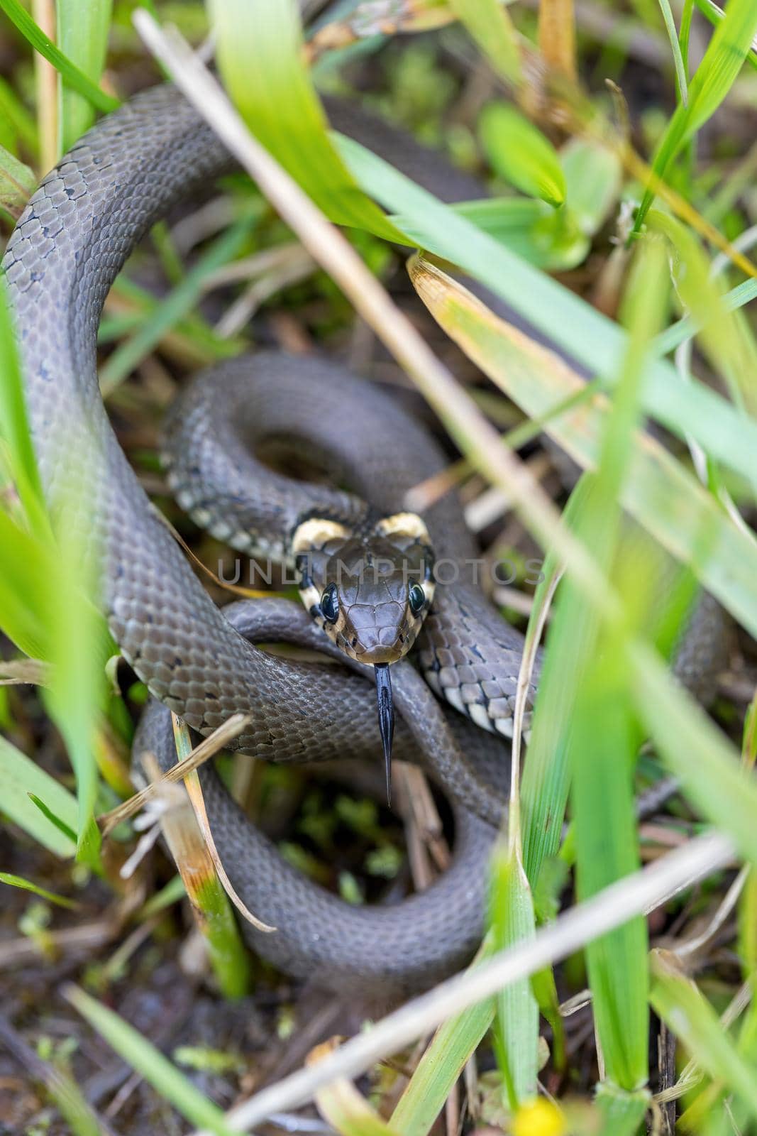 close up of harmless small snake, grass snake in natural habitat, Natrix natrix, european wildlife, Czech Republic
