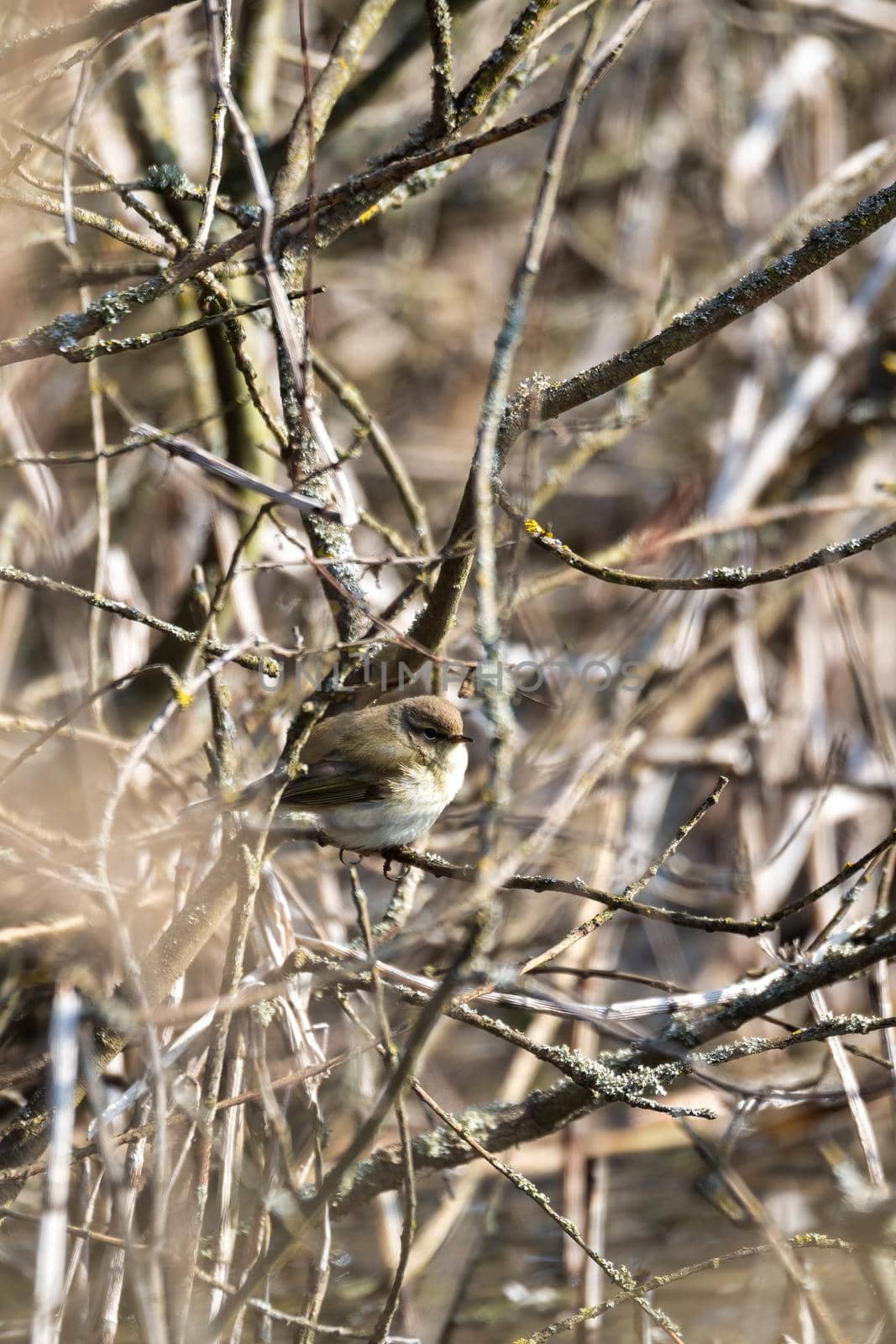 small song bird Willow Warbler, Europe wildlife by artush