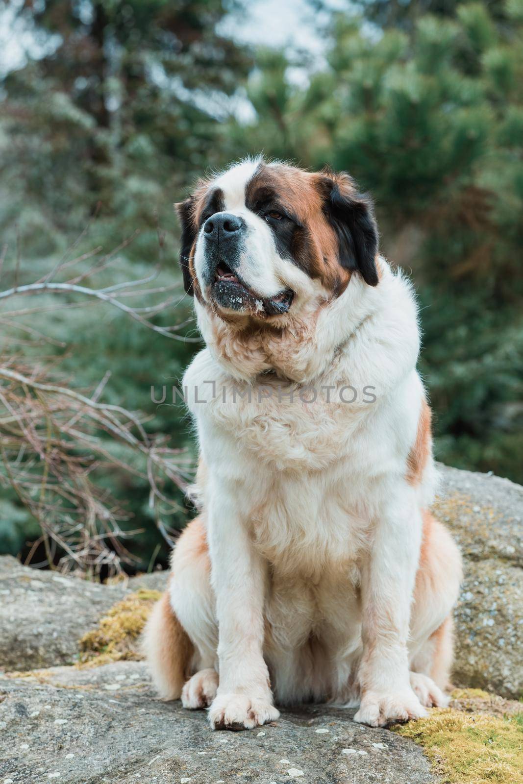 Working breed of dog, St. Bernard female in the early spring garden, best friend , and guard with sad eyes look