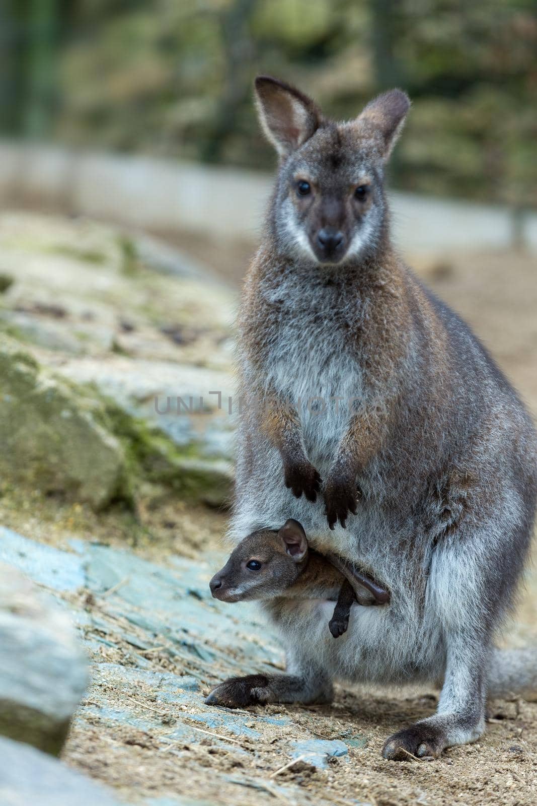 Closeup of a Red-necked Wallaby by artush