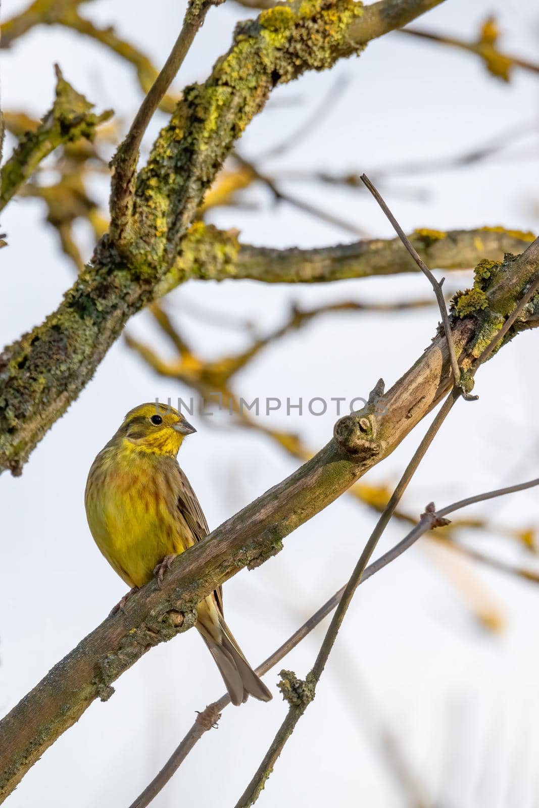 yellowhammer in spring, Emberiza citrinella, is a passerine bird in the bunting family that is native to Eurasia. Springtime in Czech Republic, Europe wildlife