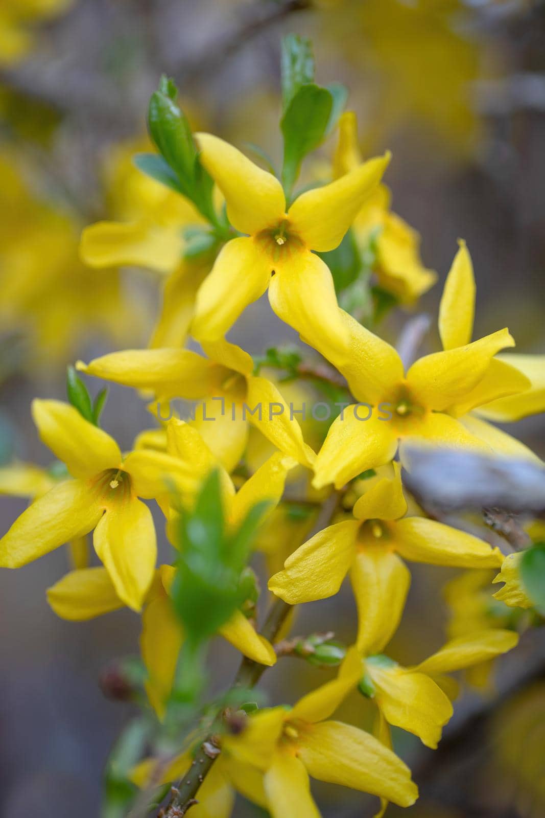 Beautiful yellow spring tree, blossoms of forsythia bush in garden. Springtime flowering tree