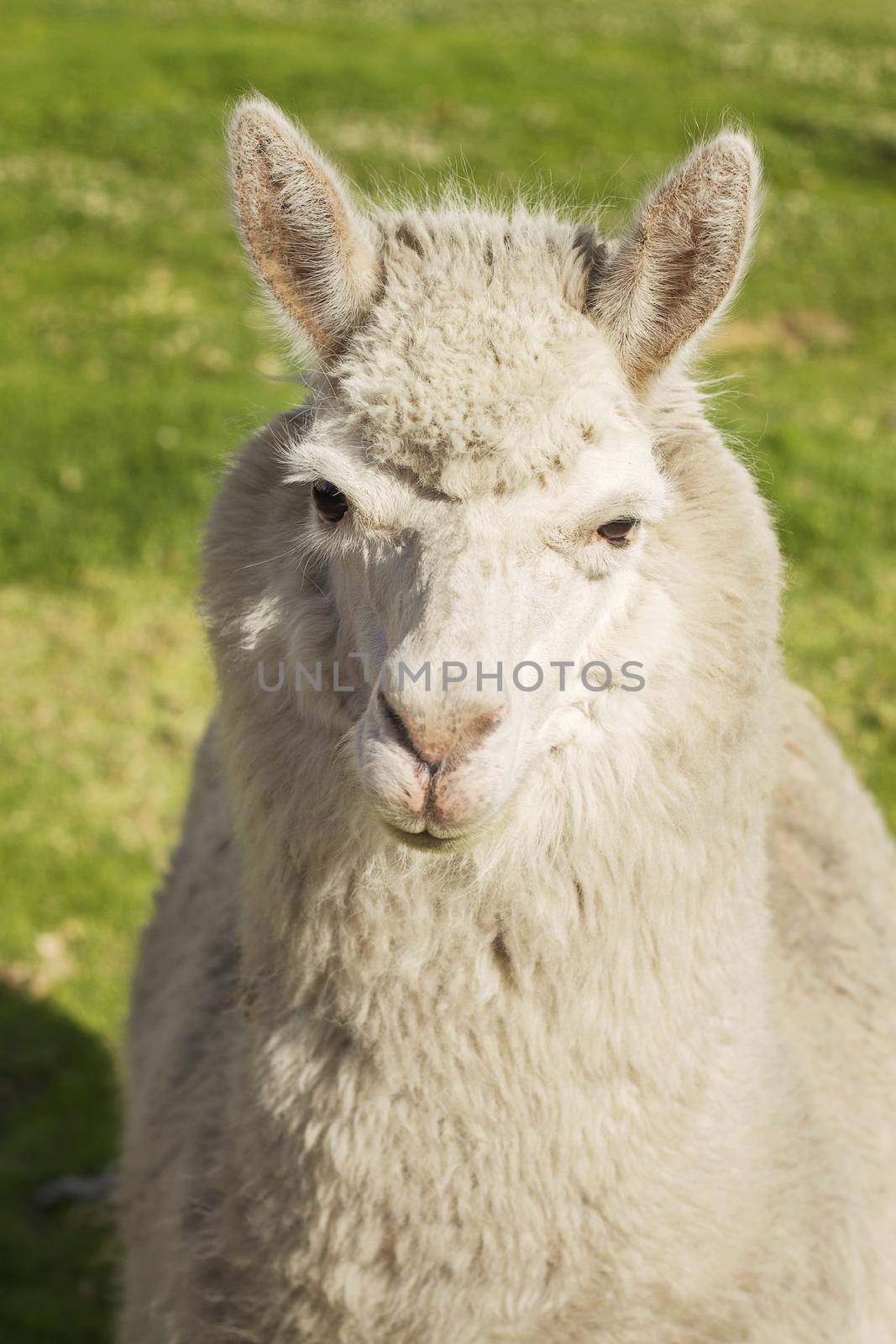 Close up of lama laying on the lawn, Arequipa, Peru.