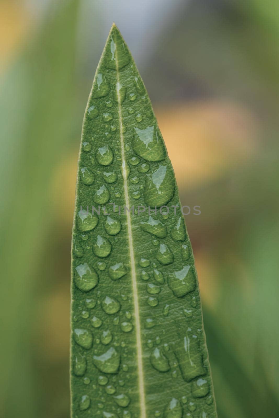 water drops on green plant leaf by artush