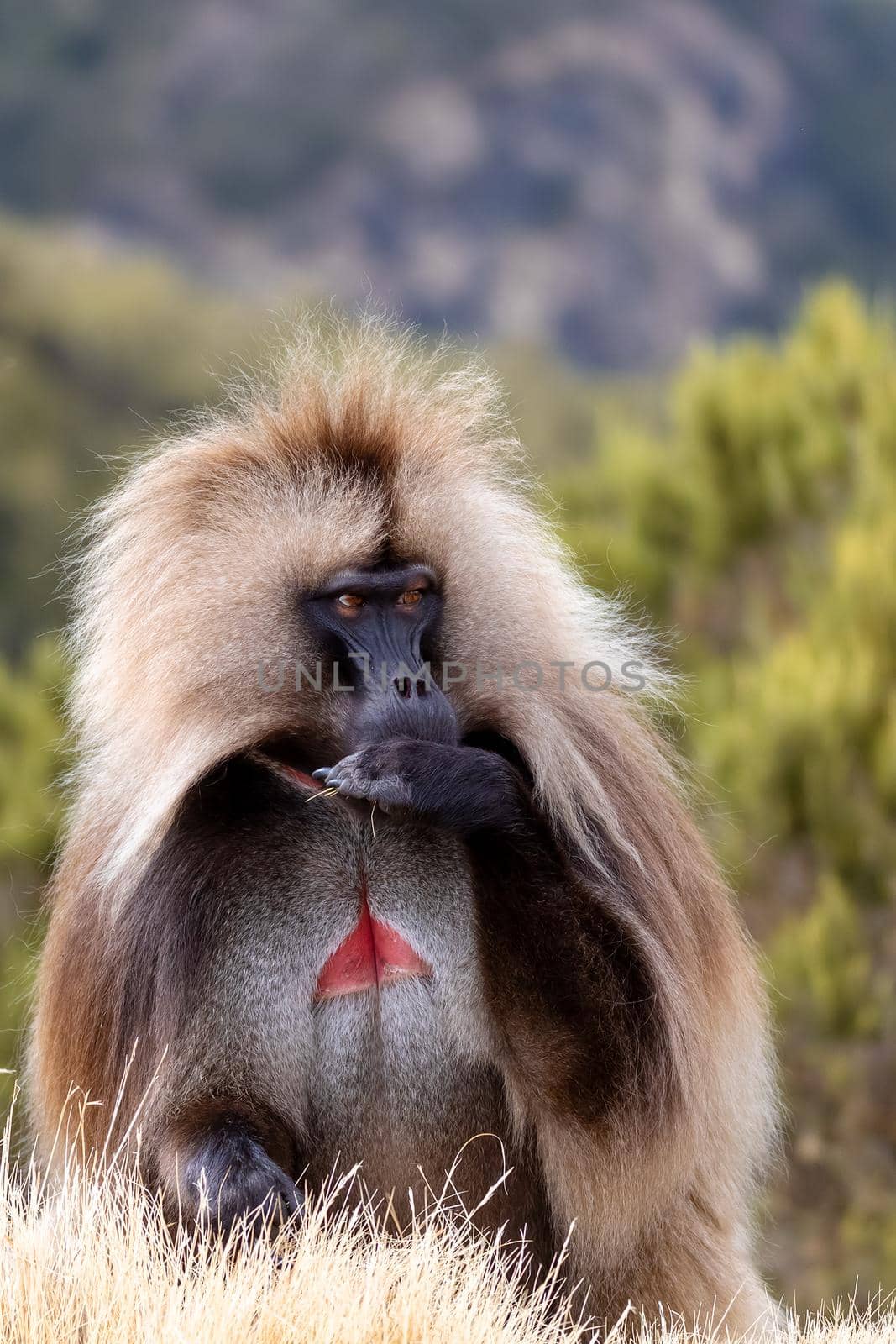 endemic Gelada in Simien mountain, Ethiopia by artush