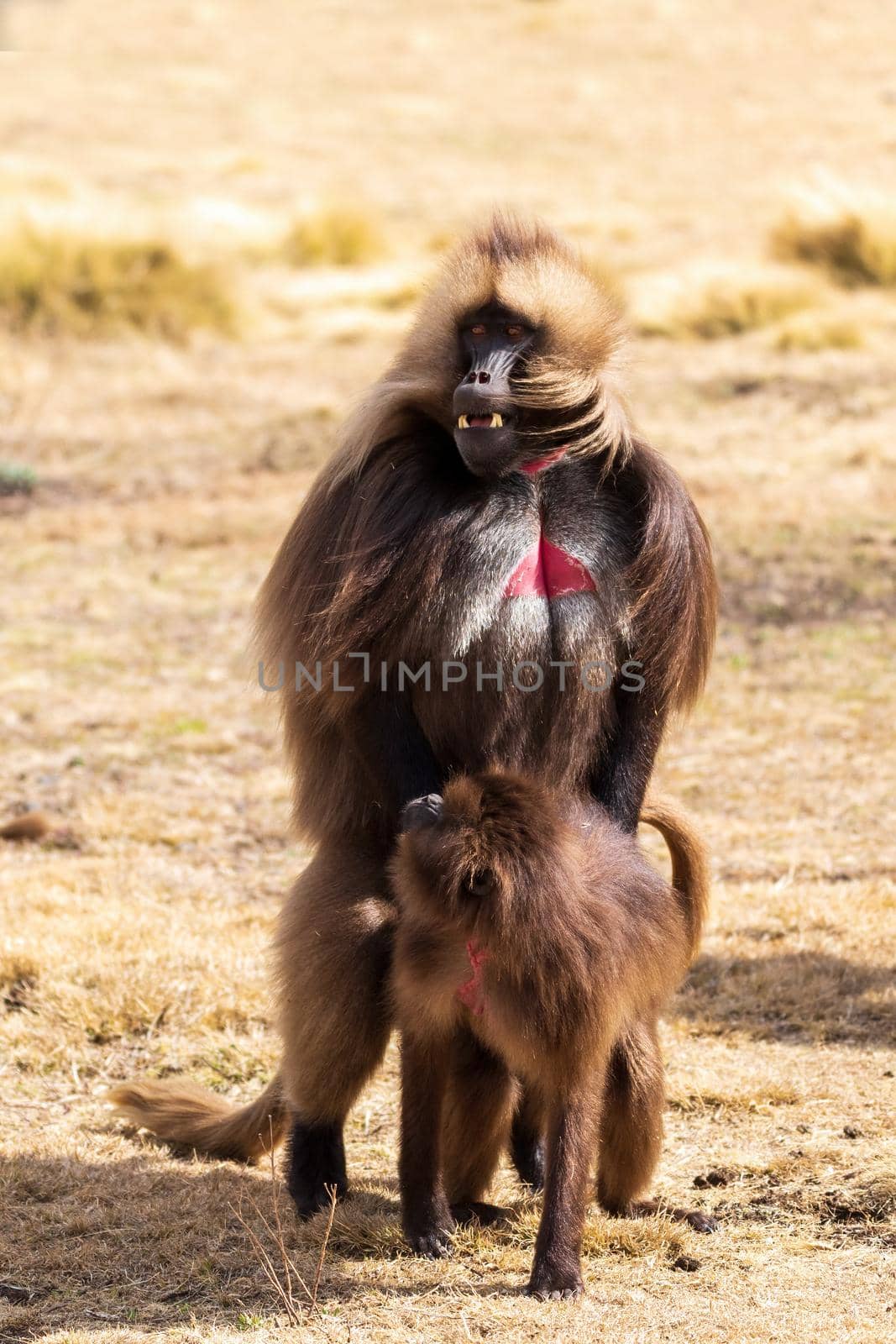 alpha male of endemic animal Gelada monkey with female. Theropithecus gelada, Simien Mountains, Africa Ethiopia wildlife