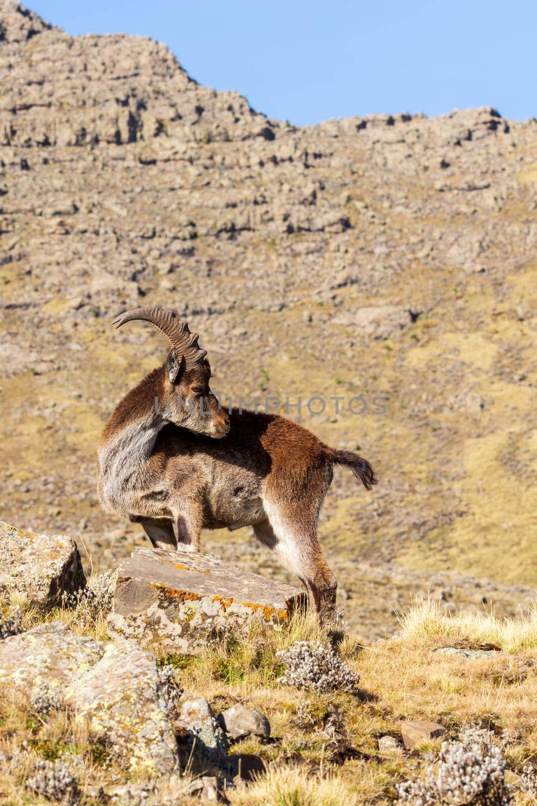 rare Walia ibex in Simien Mountains Ethiopia by artush