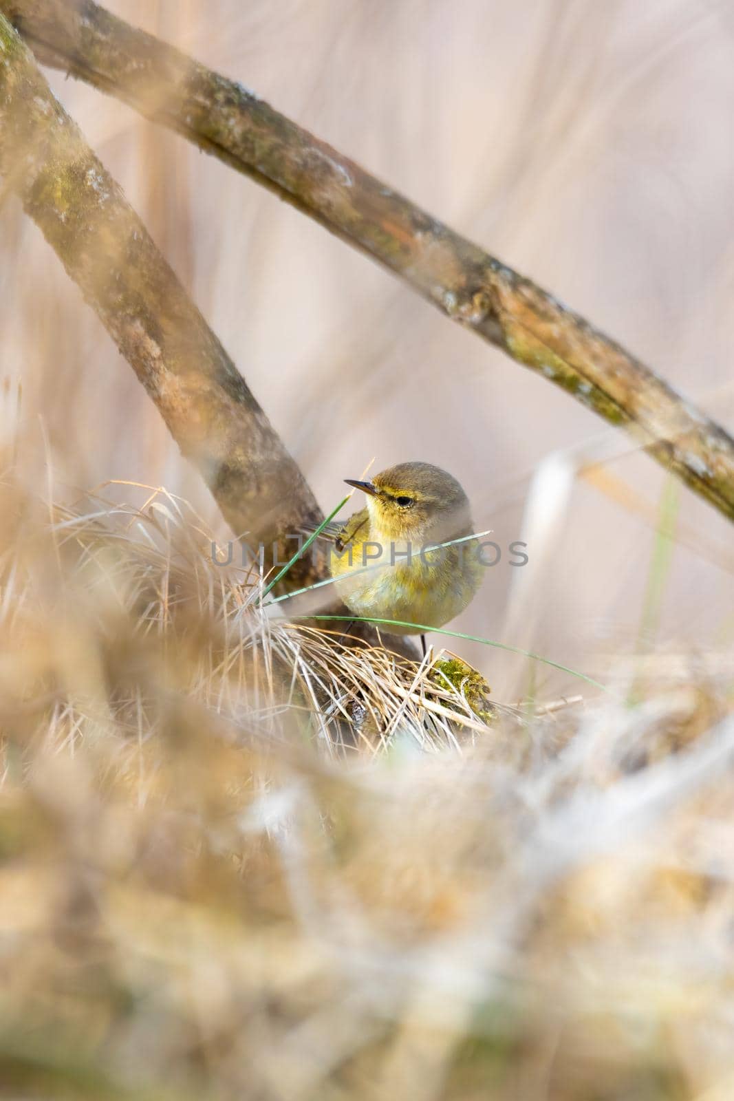 small song bird Willow Warbler (Phylloscopus trochilus) sitting on the branch. Little songbird in the natural habitat. Spring time. Czech Republic, Europe wildlife