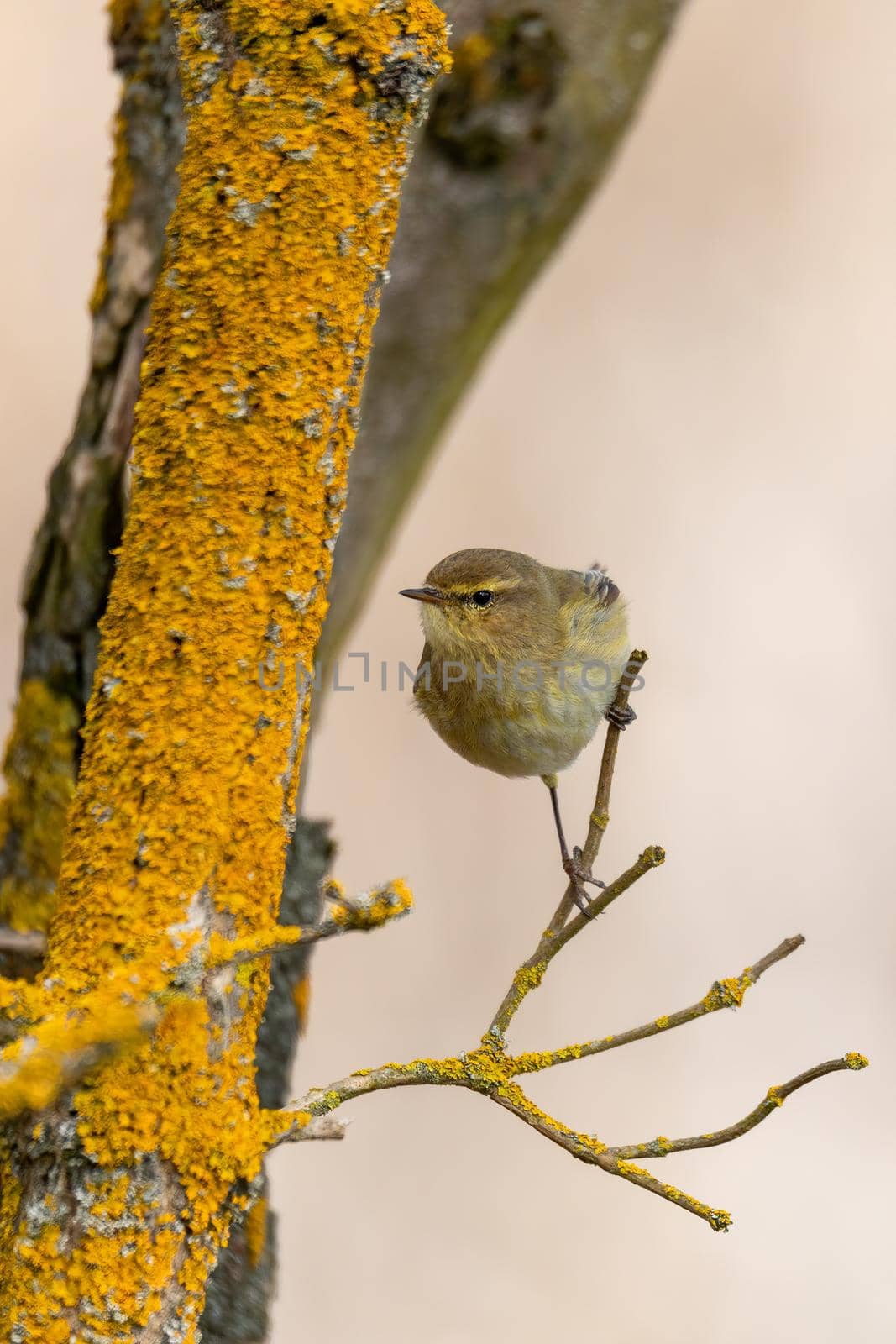 small song bird Willow Warbler, Europe wildlife by artush