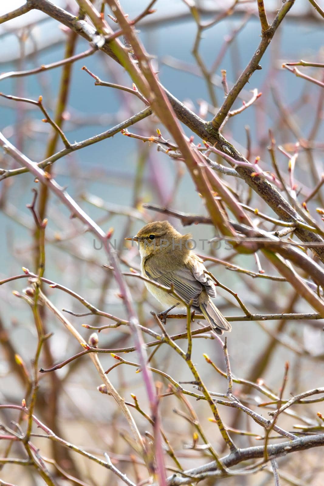 small song bird Willow Warbler (Phylloscopus trochilus) sitting on the branch. Little songbird in the natural habitat. Spring time. Czech Republic, Europe wildlife