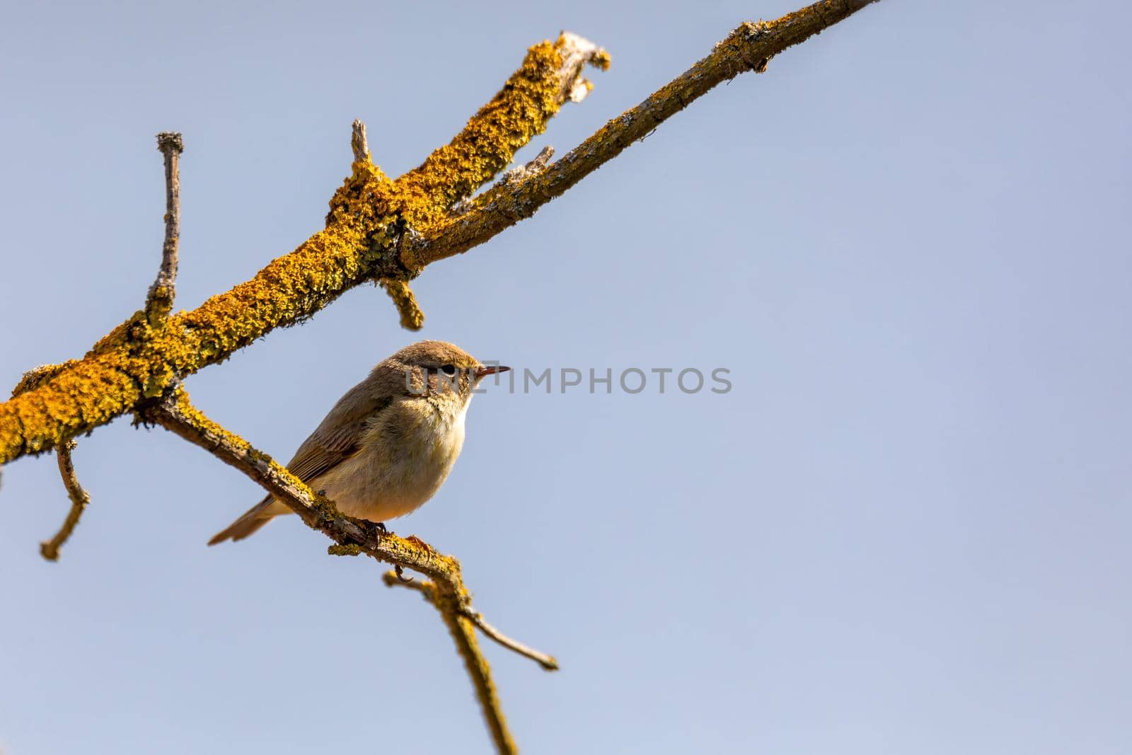small song bird Willow Warbler (Phylloscopus trochilus) sitting on the branch. Little songbird in the natural habitat. Spring time. Czech Republic, Europe wildlife