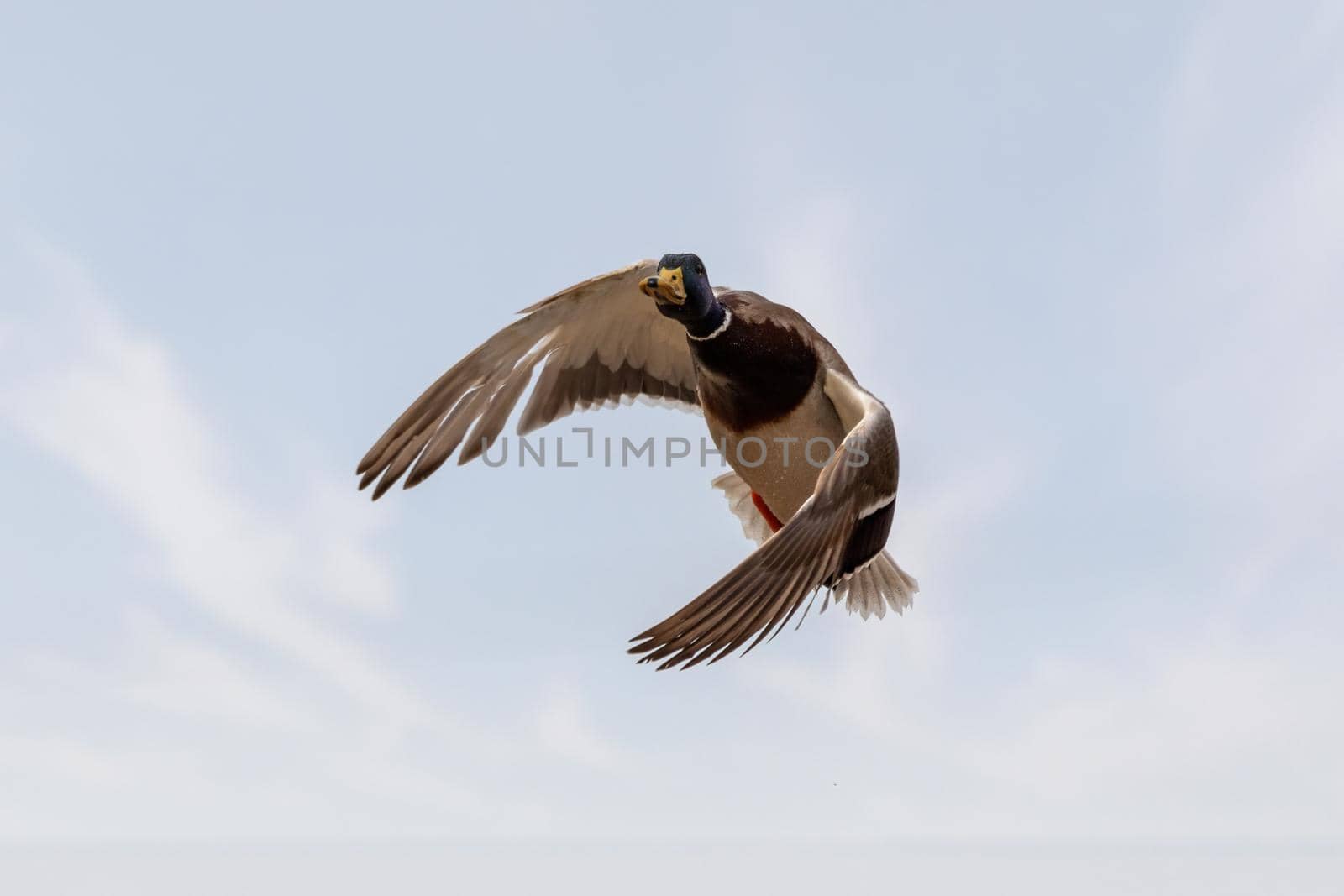 male of duck flying over the pond. wild bird mallard (Anas platyrhynchos) in countryside. Czech Republic, Europe wildlife