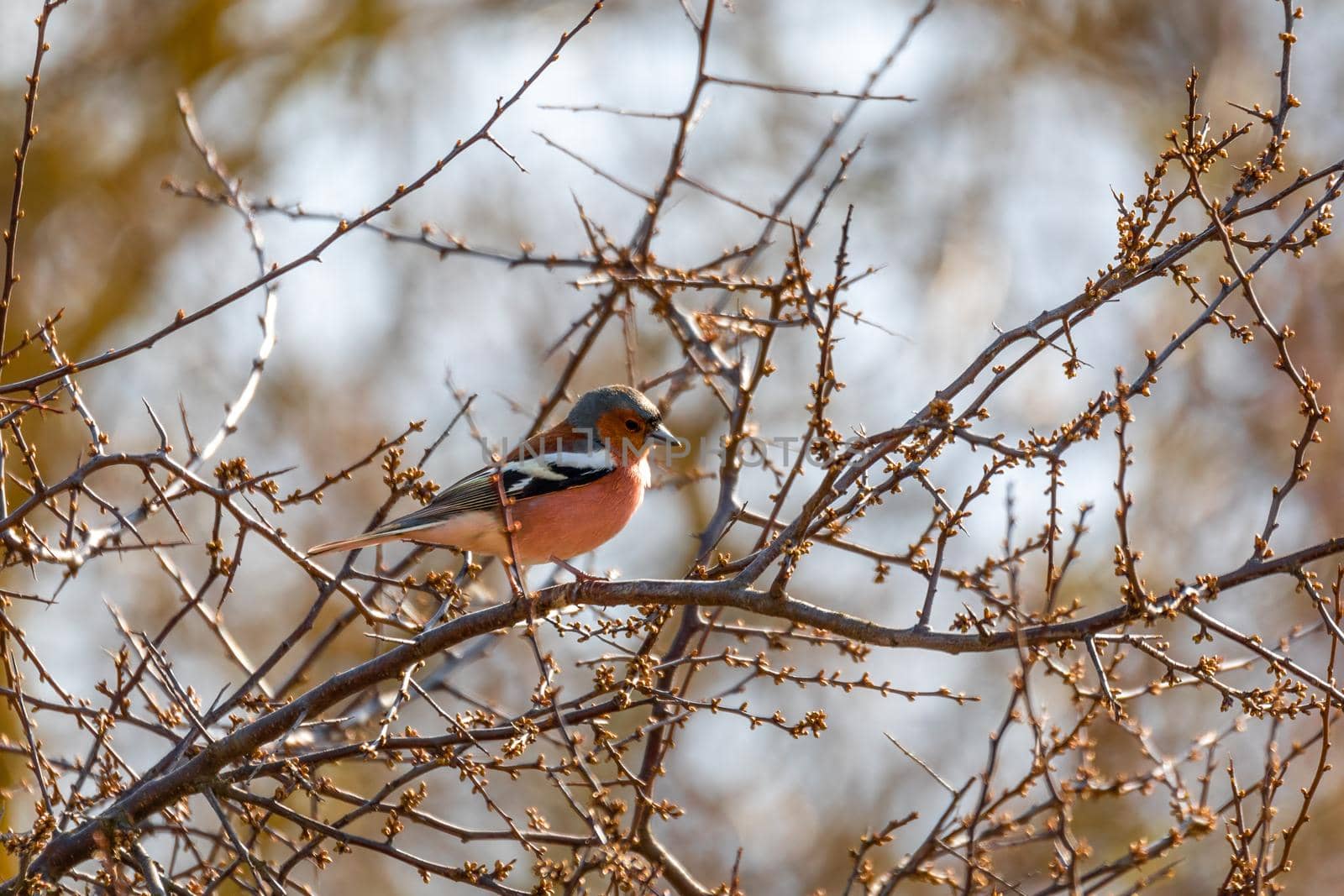 small beautiful bird, common chaffinch (Fringilla coelebs) perched on the branch, songbird in nature. Europe Czech Republic wildlife