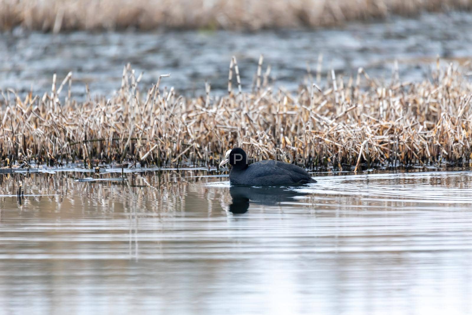 water bird Eurasian coot, Fulica atra feeding in reeds on pond. Czech Republic, Europe Wildlife