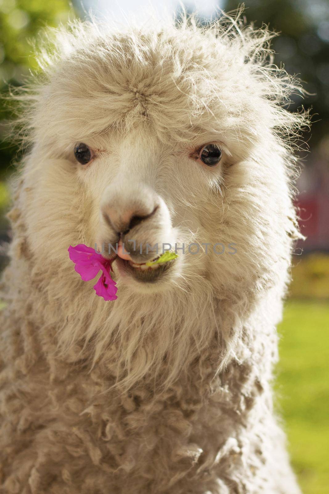Llama laying on the lawn with a flower in Arequipa Peru by wondry