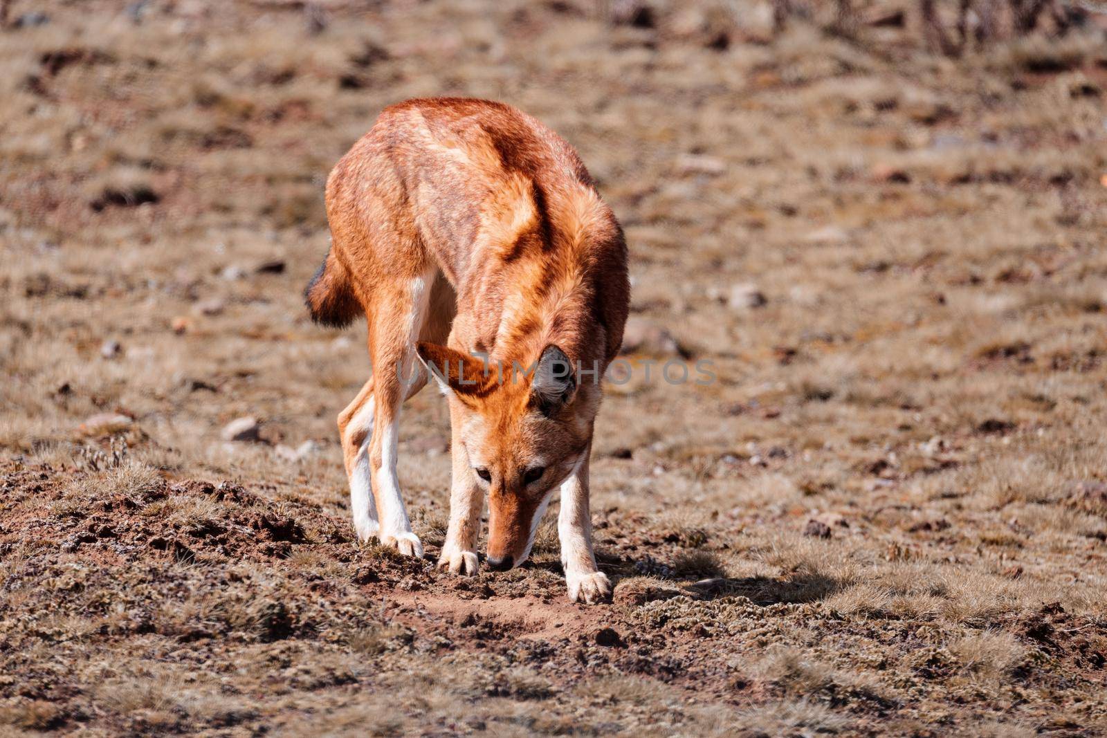 very rare endemic ethiopian wolf, Canis simensis, Sanetti Plateau in Bale mountains, Wolf hunting Big-headed African mole-rat. Africa Ethiopian wildlife. Only about 440 wolfs survived in Ethiopia