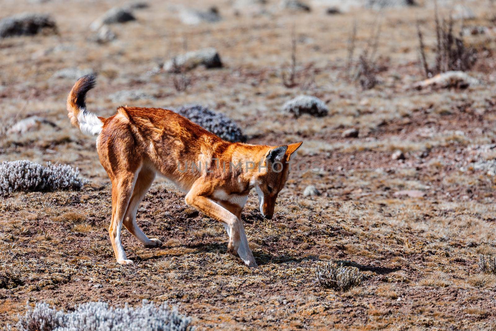 very rare endemic ethiopian wolf, Canis simensis, Sanetti Plateau in Bale mountains, Wolf hunting Big-headed African mole-rat. Africa Ethiopian wildlife. Only about 440 wolfs survived in Ethiopia