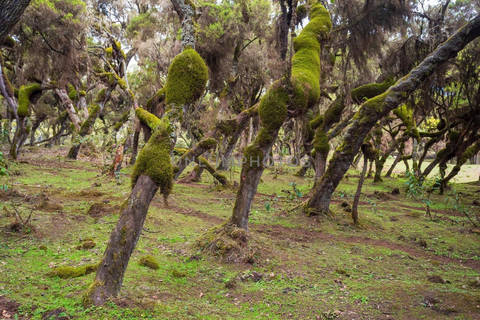 Harenna Forest biotope area of uniform environmental conditions, part of highland region of the Bale Mountains. One of the few remaining natural forests in the country. Oromia Region, Ethiopia wilderness