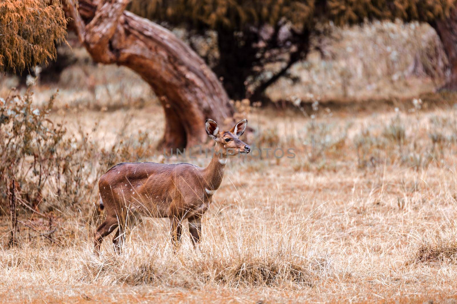 female of endemic very rare Mountain nyala, Tragelaphus buxtoni, big antelope in natural habitat Bale mountain National Park, Ethiopia, Africa wildlife