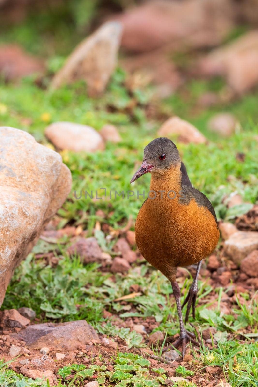 bird Rouget's Rail (Rougetius rougetii), Bale mountains national park, Ethiopia, Africa wildlife