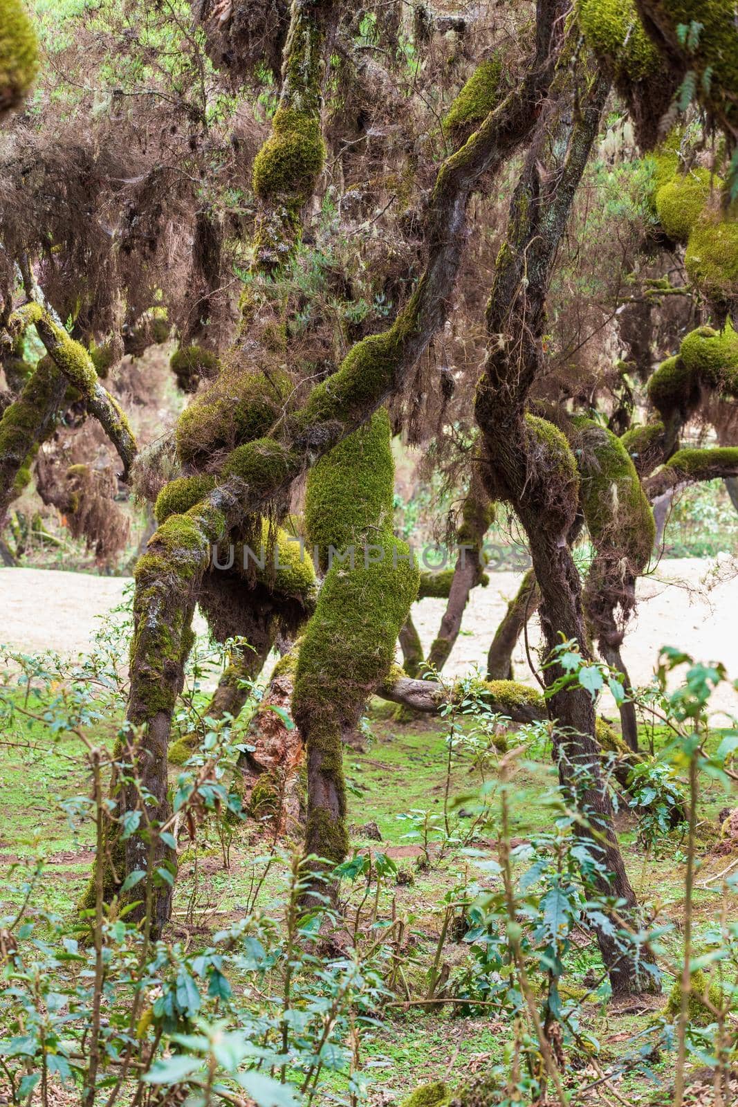 Harenna Forest biotope in Bale Mountains, Ethiopia by artush