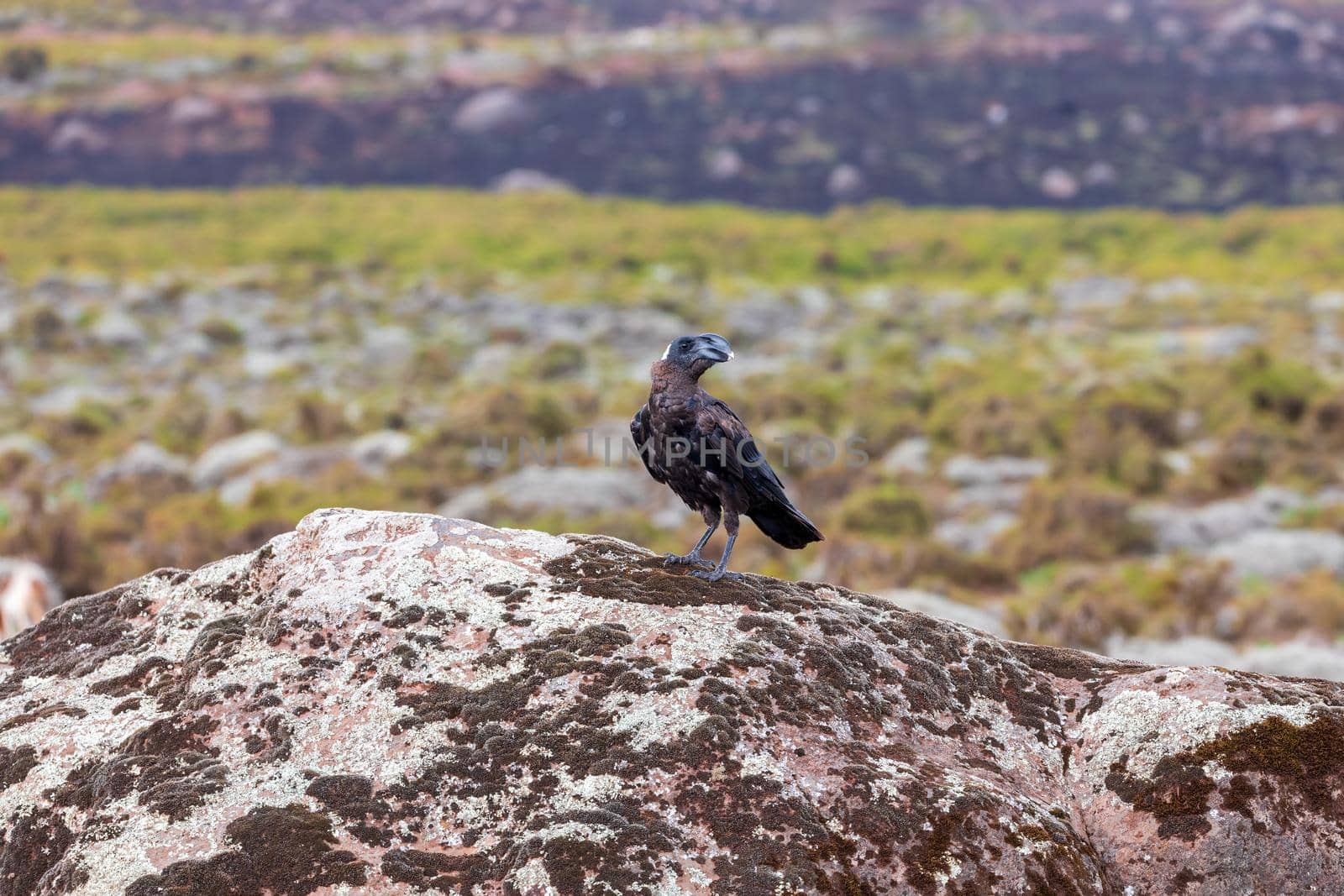 big black bird Thick-billed raven sits on a rock in natural habitat in Bale mountains, Ethiopia wildlife, Africa