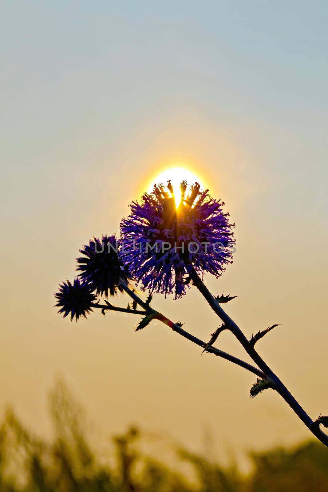 Flower spiny at sunset by rezkrr
