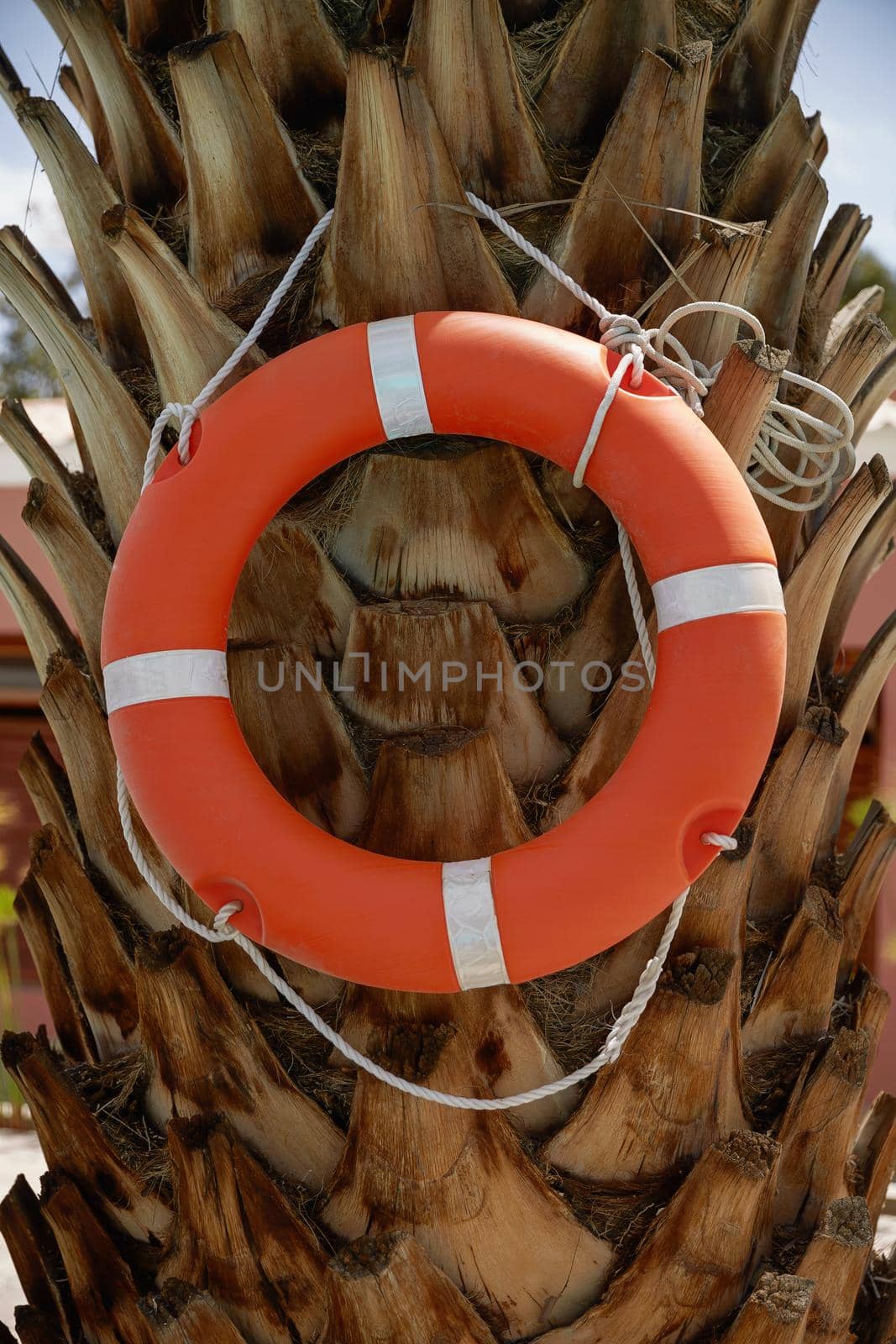 Life Ring Buoy Hanging on A Palm Tree.