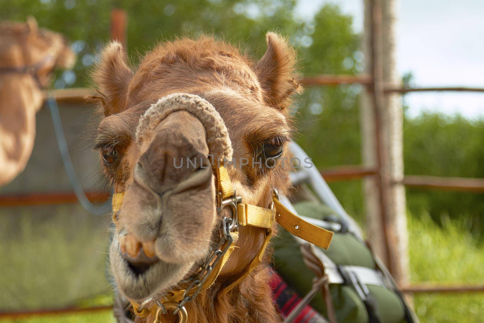 The Facial Expression of a Camel in Cozumel Mexico.