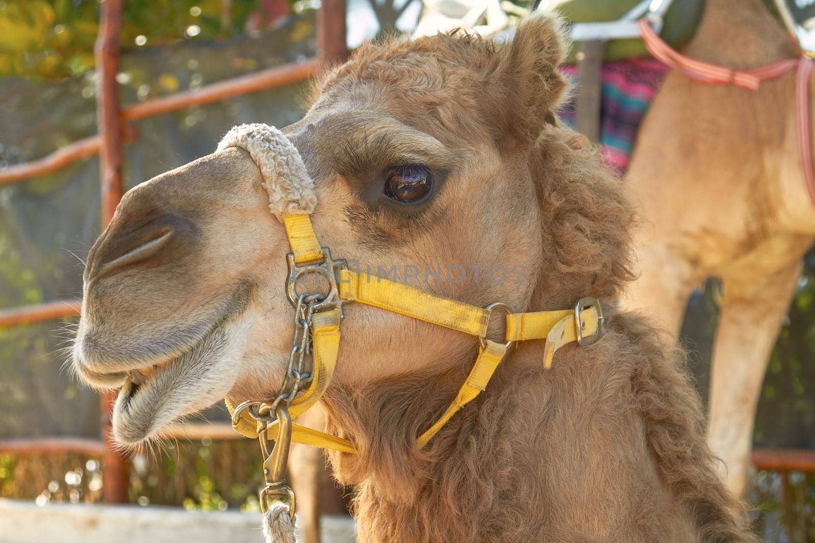 The Facial Expression of a Camel in Cozumel Mexico by wondry