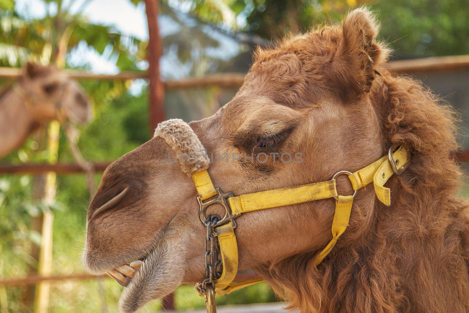 The Facial Expression of a Camel in Cozumel Mexico.