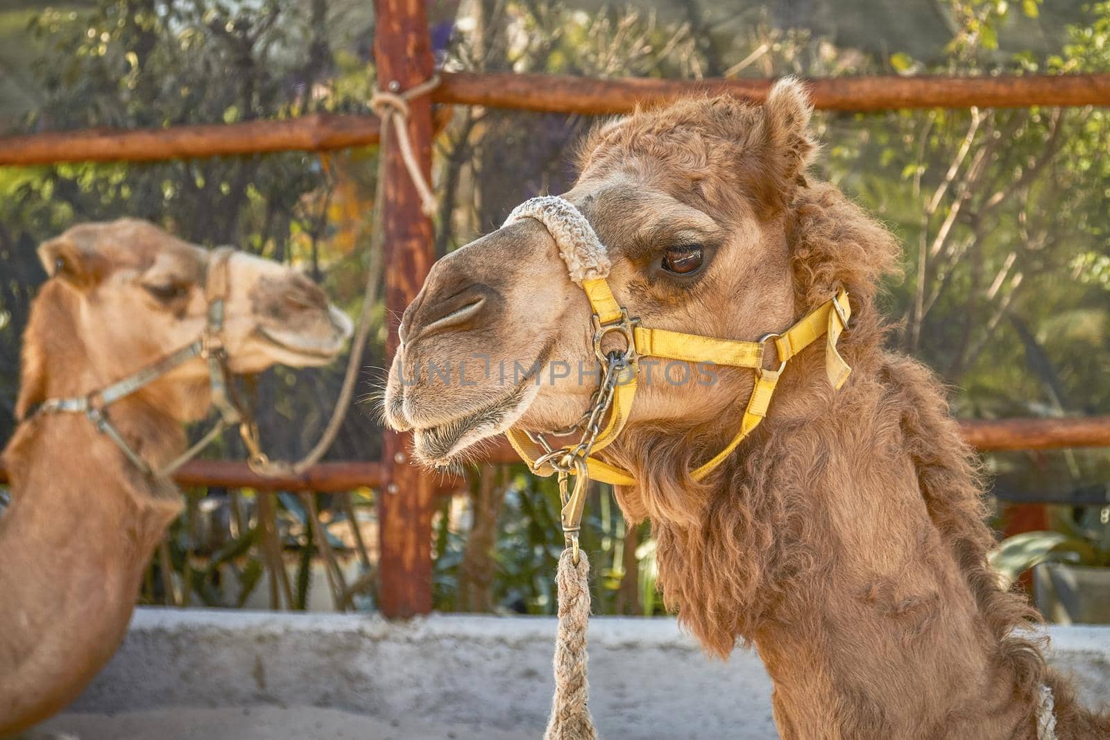 Two Smiling Camels in Cozumel Mexico.