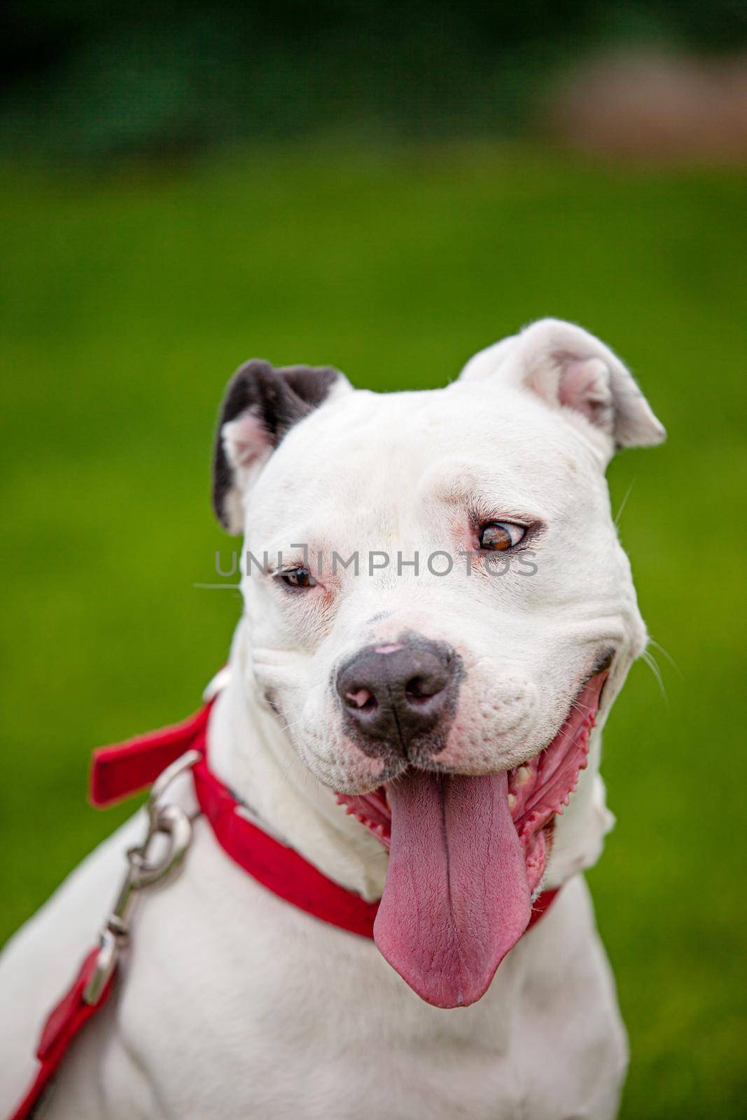 Portrait of a smiling female white pitbull terrier with black ear and big pink tongue sticking out.