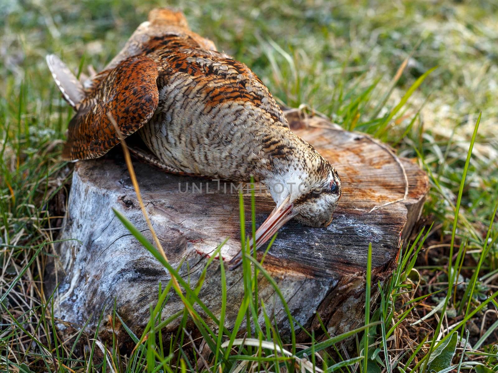 Wild bird with variegated feathers lies on stump. Hunter's prey by Sestra