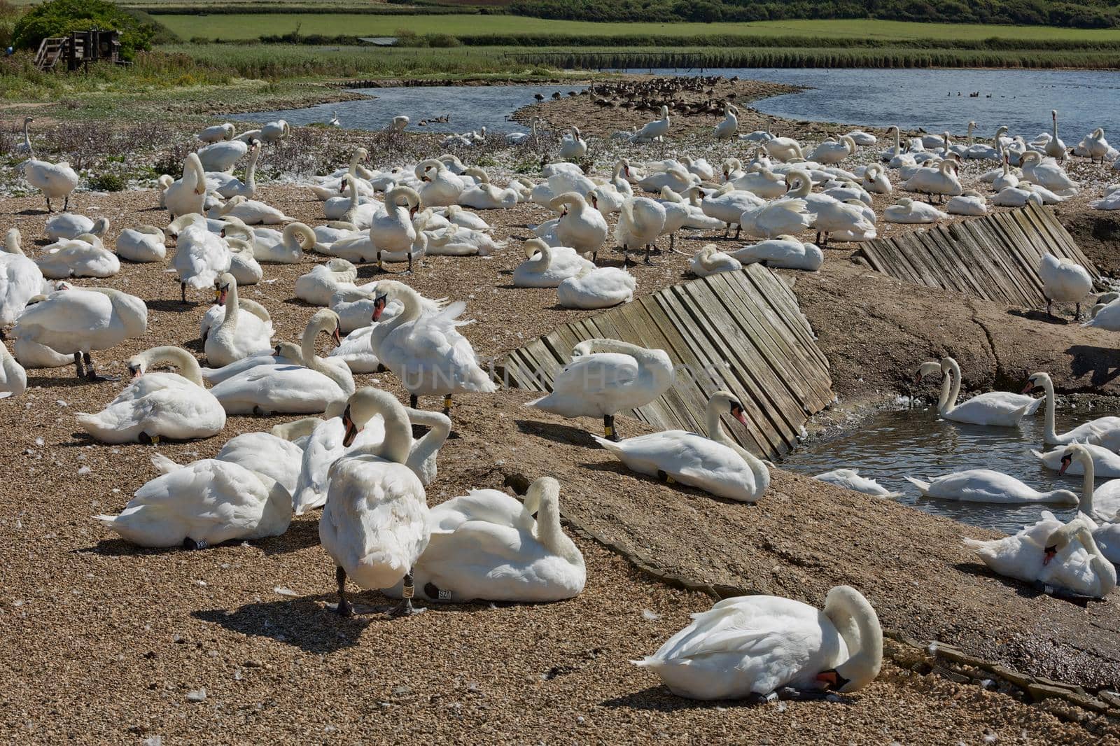 DORSET, ABBOTSBURY, UK - AUGUST 15, 2017: Flock of swans during feeding time at Abbotsbury swannery in Dorset, United Kingdom.