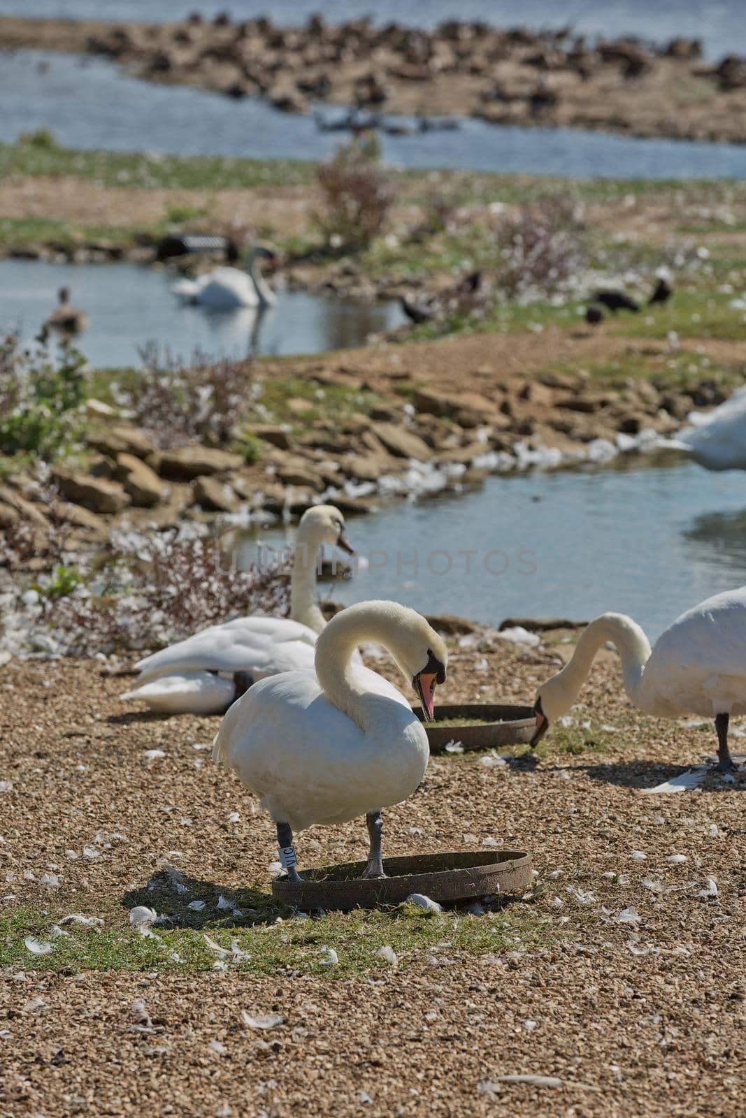 DORSET, ABBOTSBURY, UK - AUGUST 15, 2017: Flock of swans during feeding time at Abbotsbury swannery in Dorset, United Kingdom.
