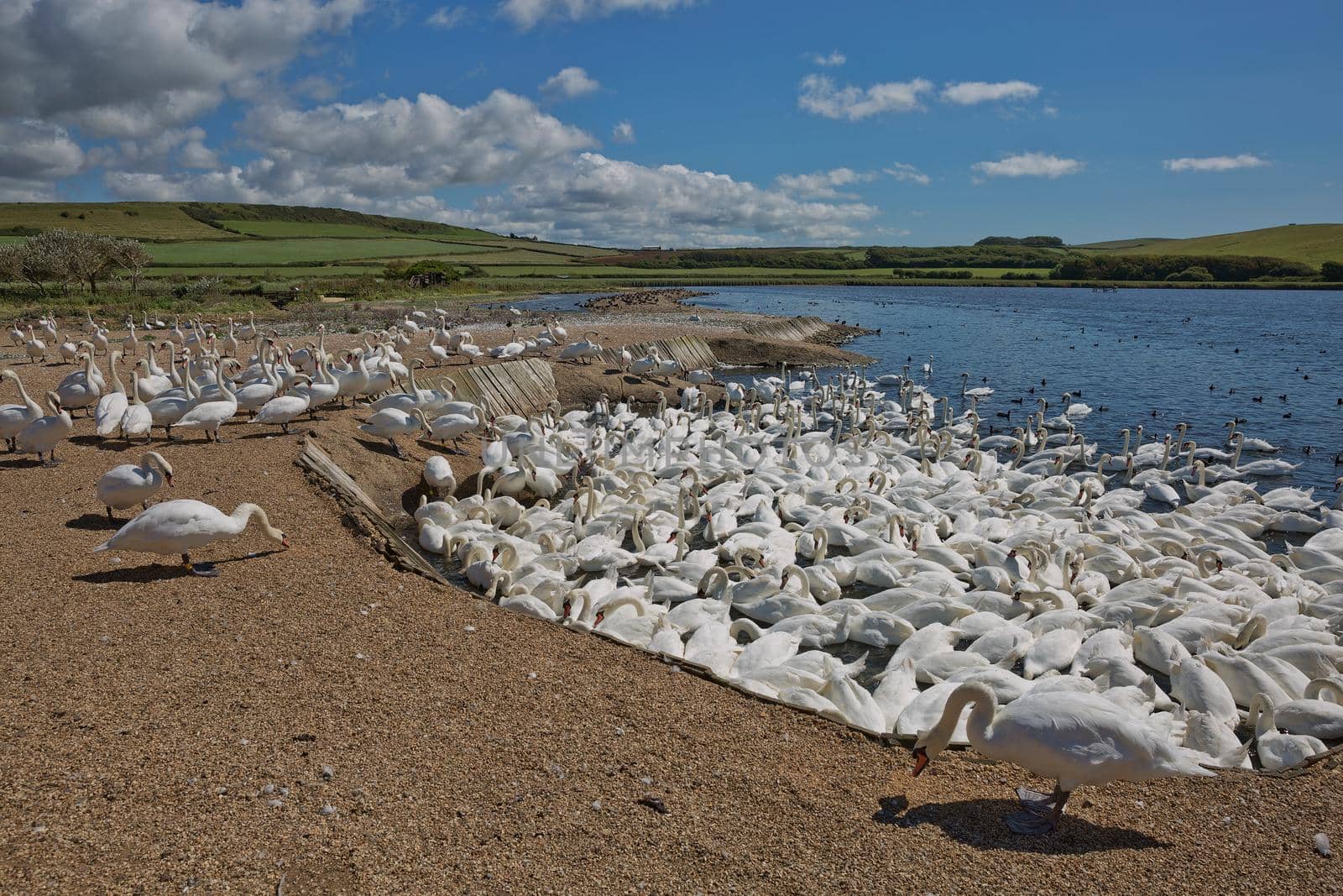 DORSET, ABBOTSBURY, UK - AUGUST 15, 2017: Flock of swans during feeding time at Abbotsbury swannery in Dorset, United Kingdom.