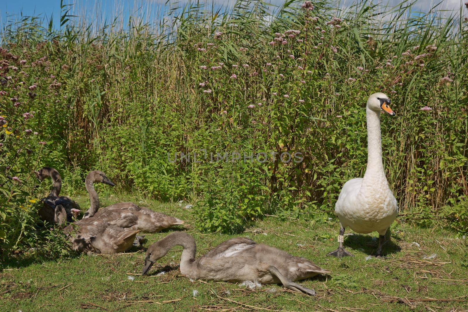 DORSET, ABBOTSBURY, UK - AUGUST 15, 2017: Flock of swans during feeding time at Abbotsbury swannery in Dorset, United Kingdom.