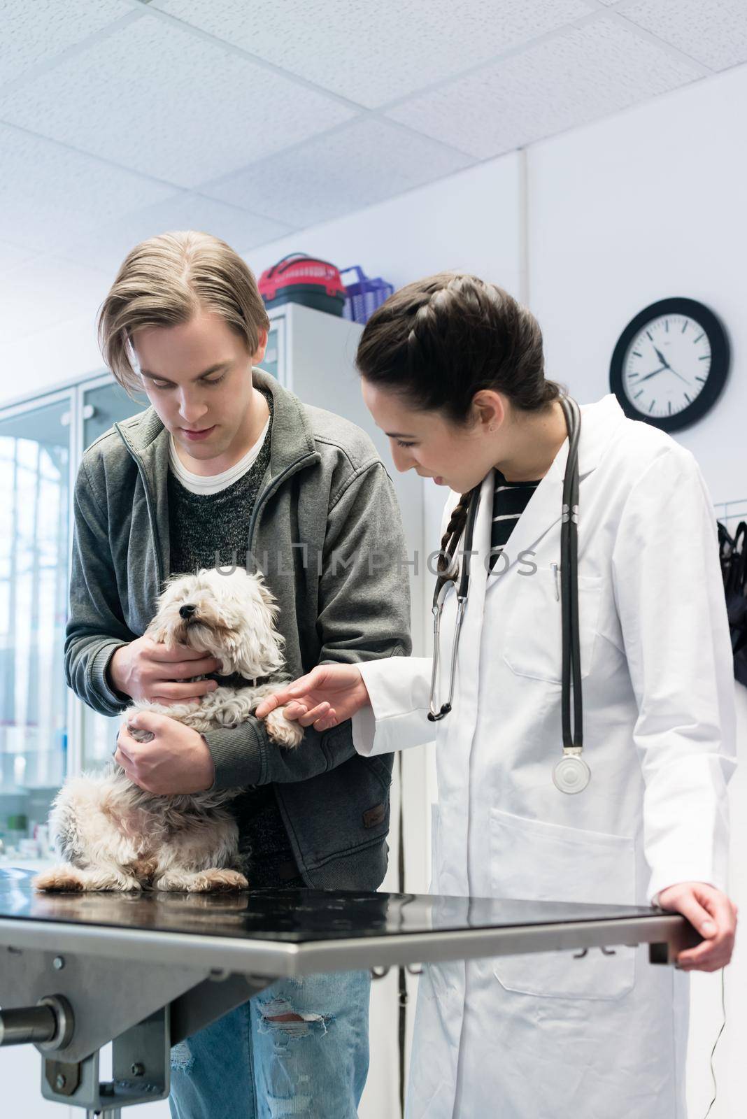 Male and female doctors examining small puppy in hospital