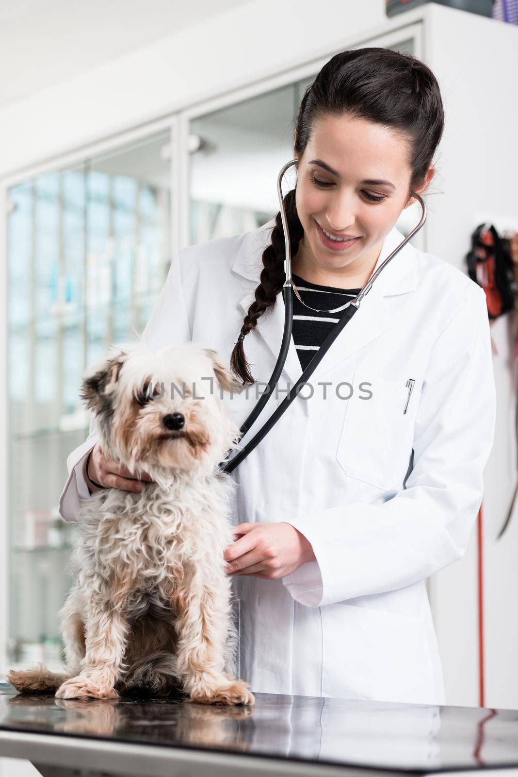 Female vet specialist examining sick dog in clinic