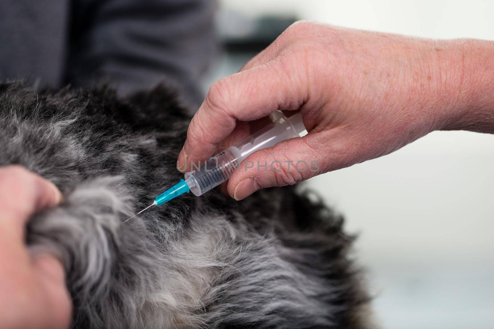 Close-up of a veterinarian giving injection to a sick dog