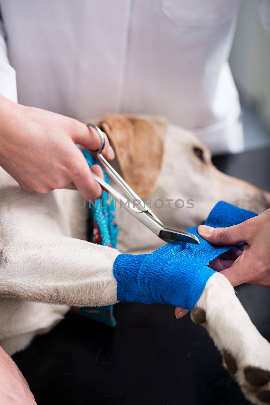 Close-up of a veterinarian taking care of injured dog