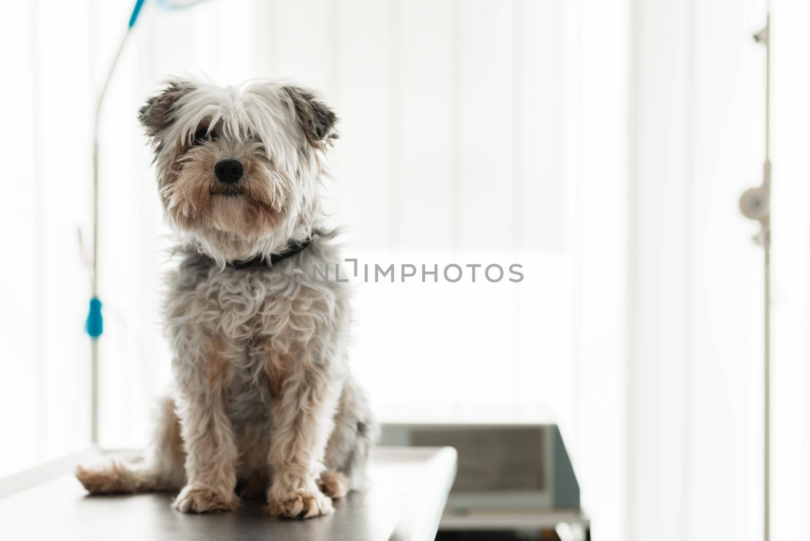 Portrait of a ill dog in clinic for check-up