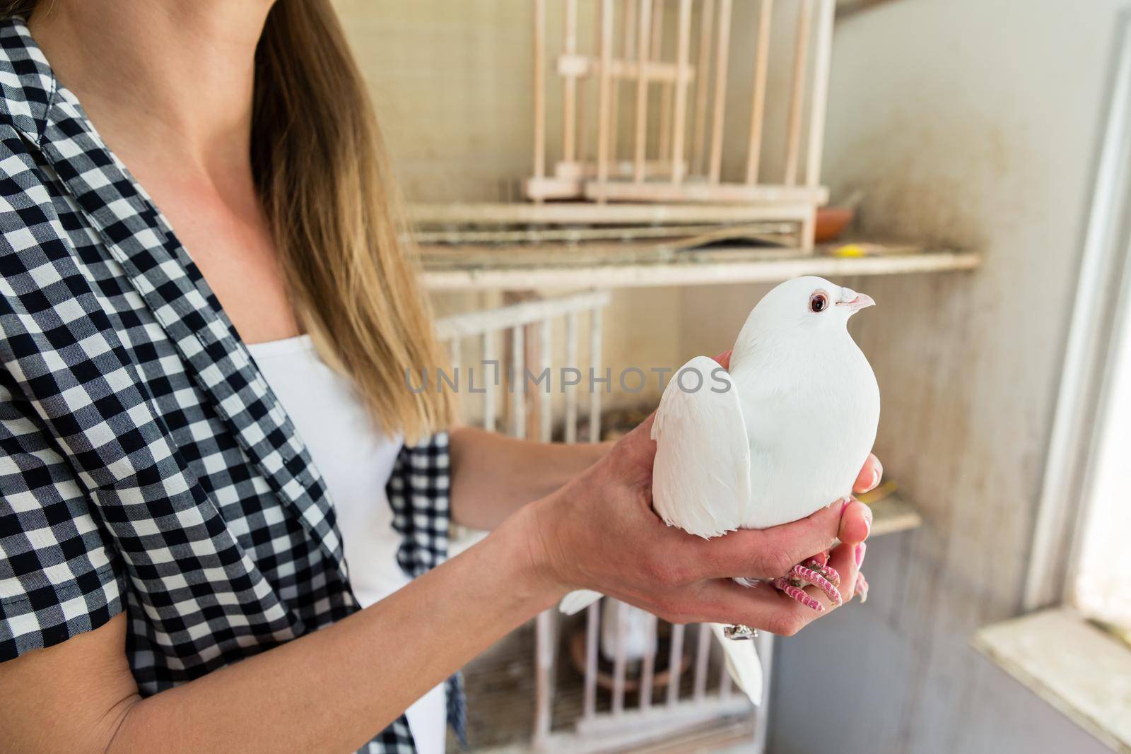 dove sitting on one hand in a pigeon loft